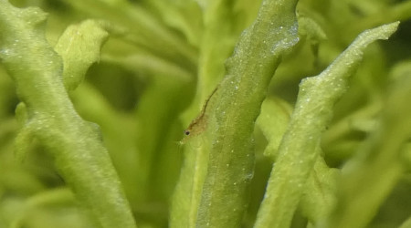 Crevettes Red Cherry