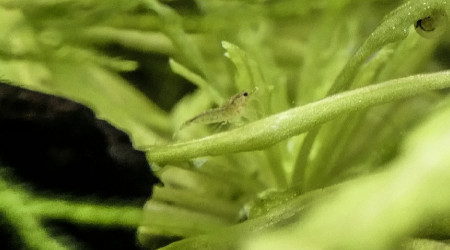 Crevettes Red Cherry