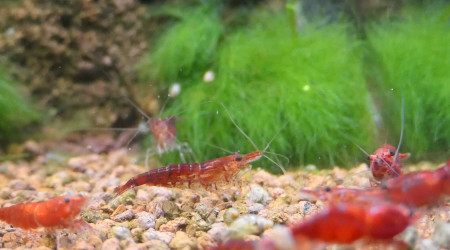 Crevettes Red Cherry