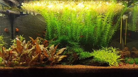 aquarium Nano