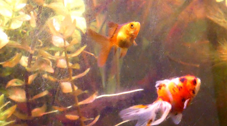 Changement de couleurs