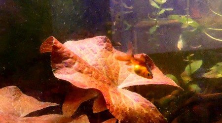 Changement de couleurs