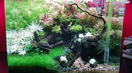 aquarium 70L