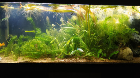 aquarium 100l