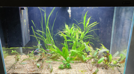 aquarium 100L