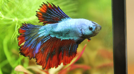 la mort de mon betta