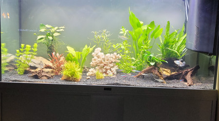 aquarium Maison