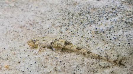 Aquael Optiset 240 240Litres