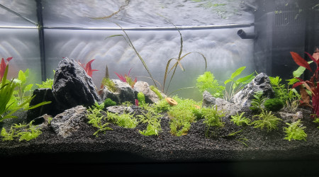 aquarium Le 110L des plapys