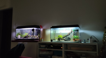 aquarium Aquarium vision