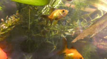 Changement de couleurs (2)