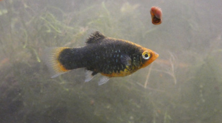 Une des premières femelles