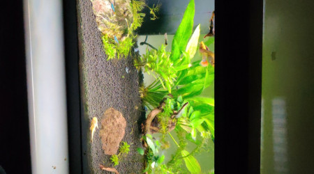 aquarium Tropical débutant