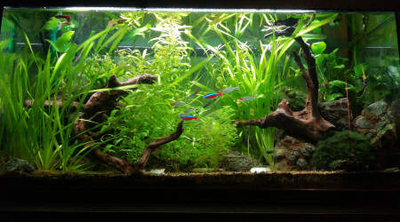 aquarium Commun plantée