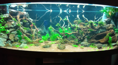 aquarium En attente de scap