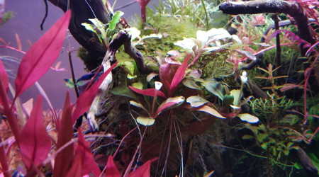 Fleurs de Bucephalandra