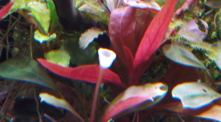 Fleurs de Bucephalandra