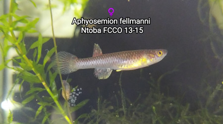 ♀️ Aphyosemion fellmanni Ntoba FCCO 13-15
