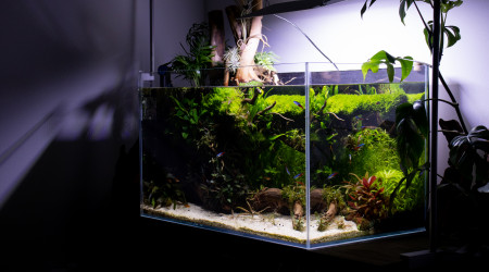 aquarium 80L