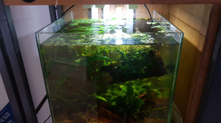 aquarium Little Paradise