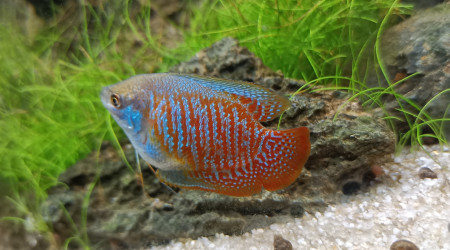 Colisa Lalia (gourami nain)