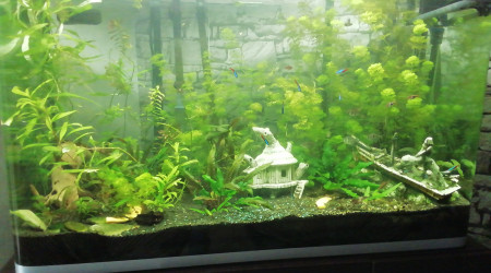 aquarium Osaka 260