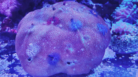 Petite nouveauté Porite avec vers spirographe