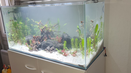 Mon premier aquarium