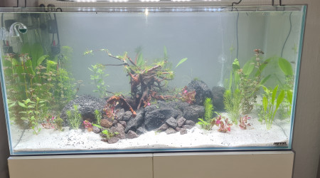 Mon premier aquarium