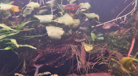 Pas facile a prendre en photos les Danio