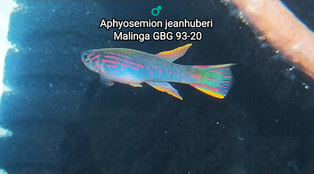 aquarium 342 Réserver Aphyosemion jeanhuberi Malinga GBG 93-20
