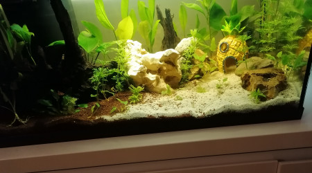 aquarium First