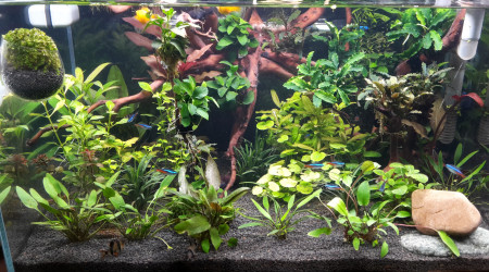 Fin de project superfish sc.90