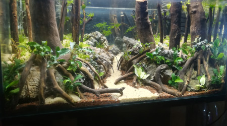 aquarium Bleu forest