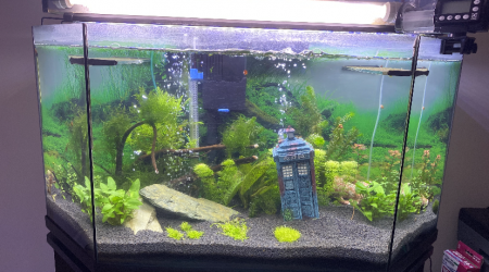 aquarium Mon aquarium