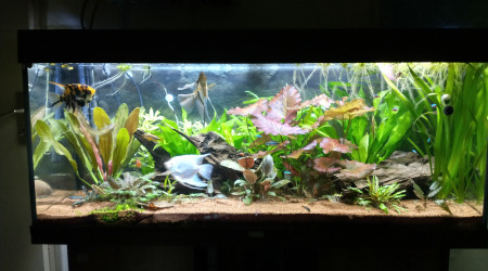 aquarium Biotope Amazonien