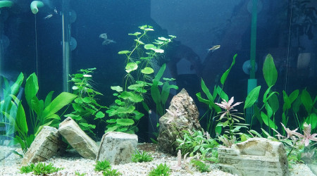 aquarium Asie