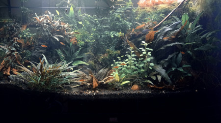 Welcome to the New Jungle