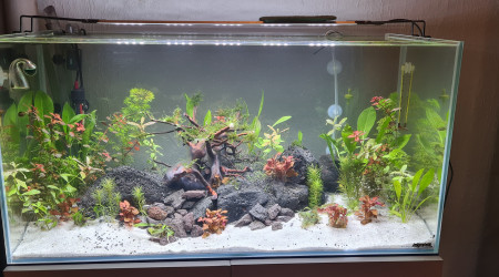 Mon premier aquarium