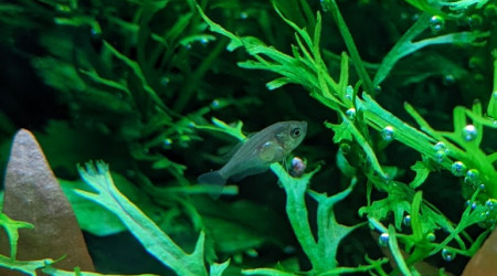 L'alevin gourami a 3sem