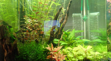 aquarium biotope