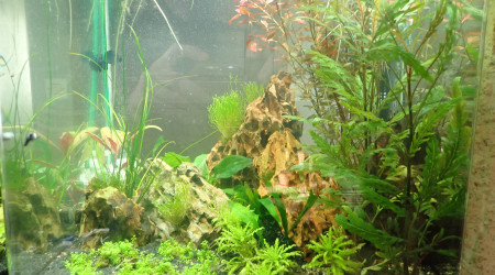 aquarium biotope 2