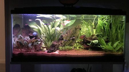 aquarium Bac 80L - Communautaire