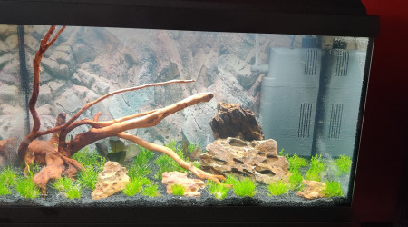 aquarium 60litres planté