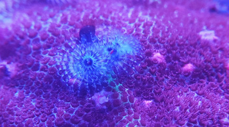 Vers spirographe sur porite