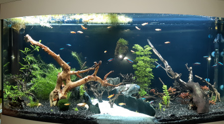 aquarium Kelvin