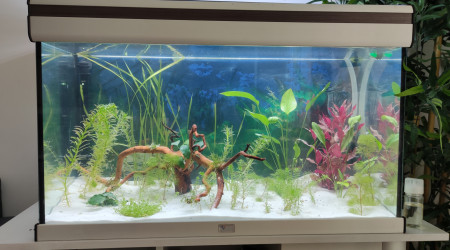 aquarium Bac Communautaire V1