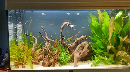 aquarium 200 L amzonnien