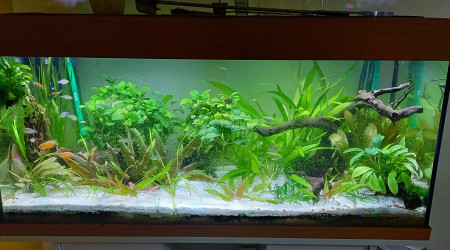 aquarium 180 l tendance asiatique