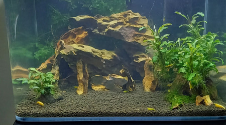 aquarium Nano tank 35 L spé neocaridina yellow neon